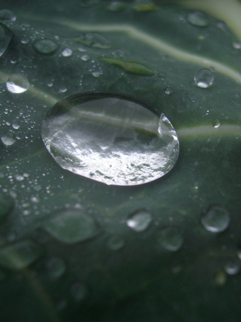  La goutte sur le chou � Jacques Crenn 